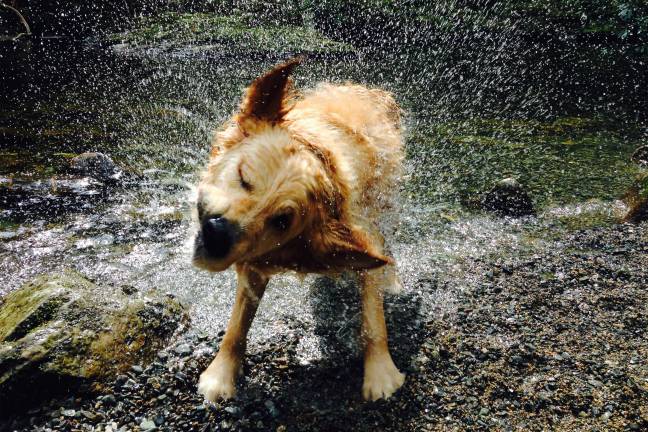 The Paddy shake: something to behold