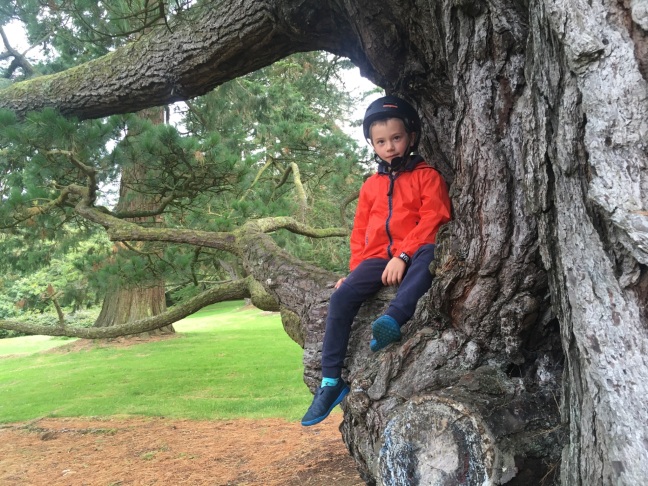 Conor enjoying his favourite pastime of climbing trees in his favourite place, Tollymore.